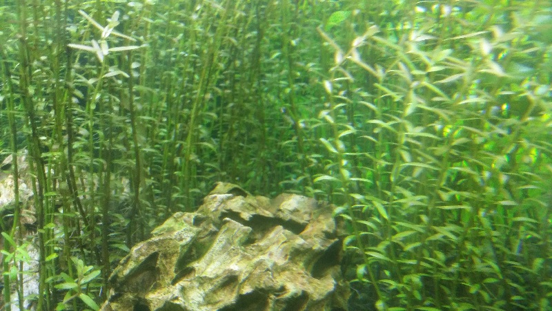 Rotala Rotundifolia I