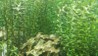 Rotala Rotundifolia I