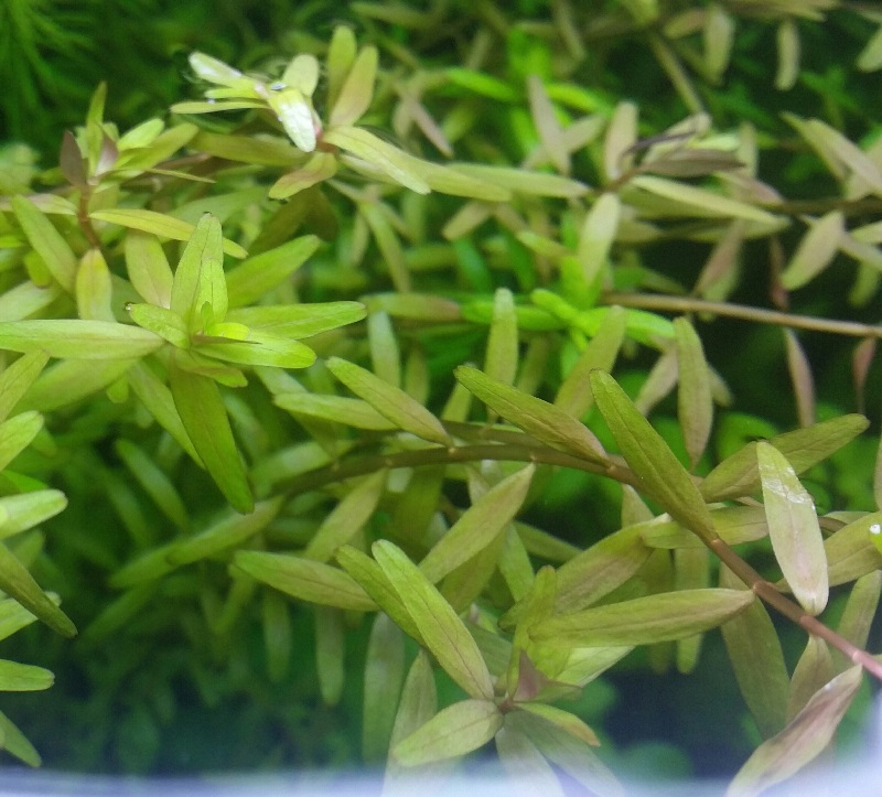 Rotala Rotundifolia II