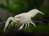 White Crayfish