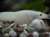 White Crayfish