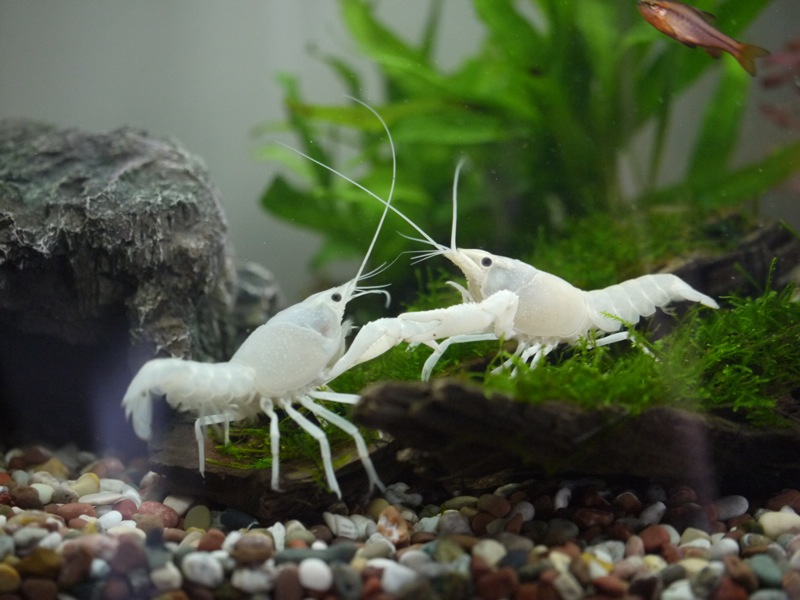 White Crayfish