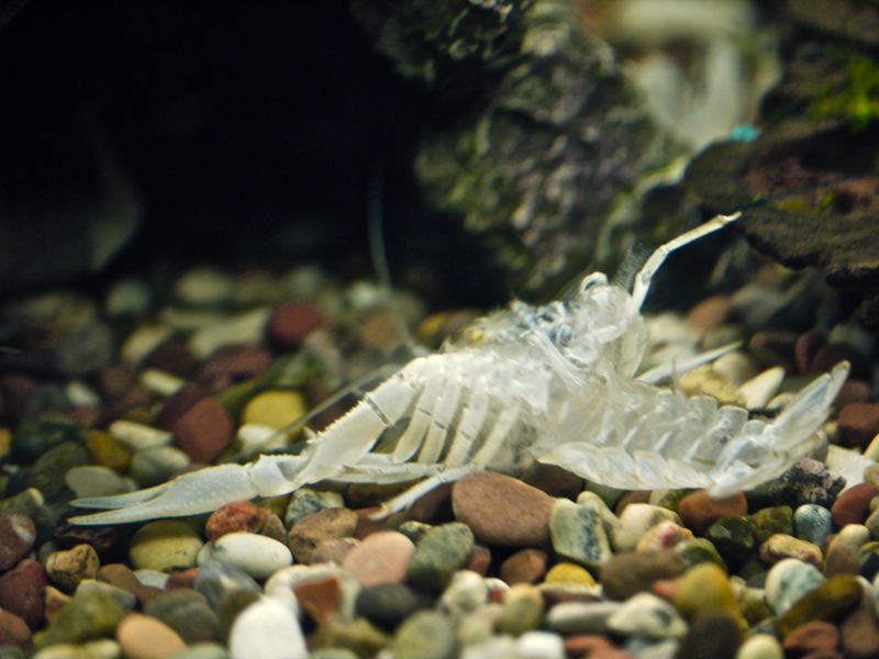 Crayfish moulted