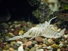 Crayfish moulted