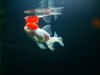 Redcap Oranda