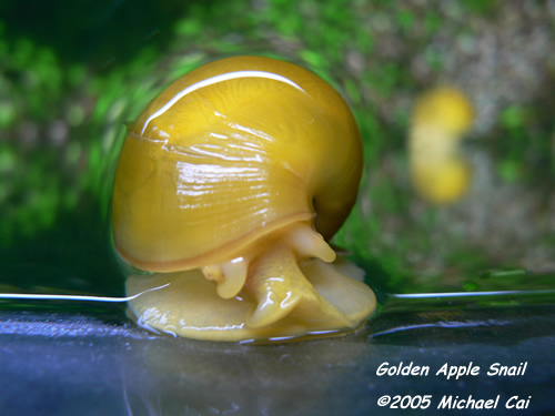 Golden Apple Snail