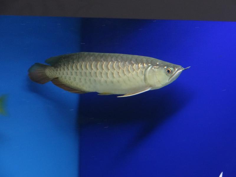 Arowana - RTG