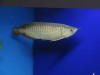 Arowana - RTG