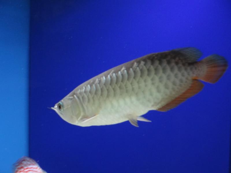 Arowana - RTG