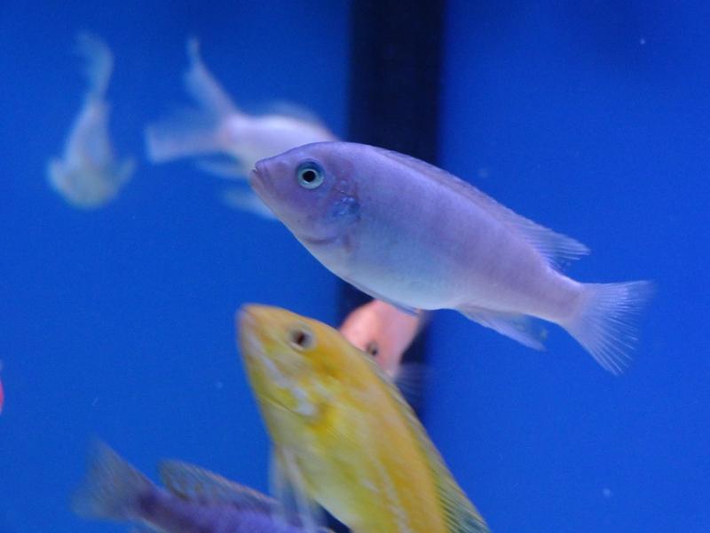 African Cichlid