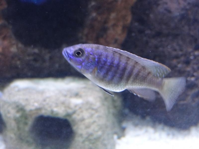 African Cichlid