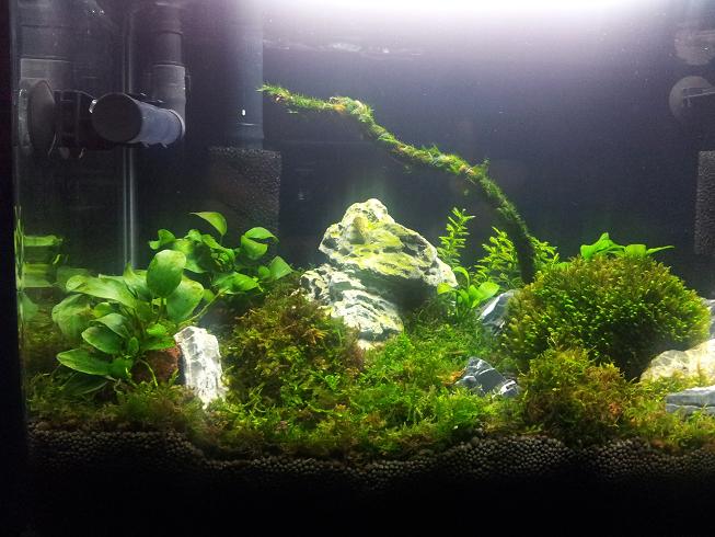 nano shrimp tank