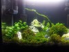 nano shrimp tank