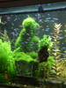 Teddy bear aquascape