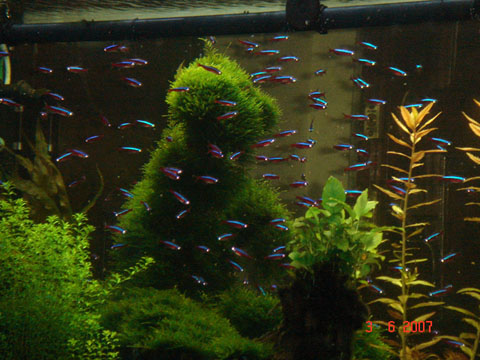 Teddy bear aquascape