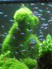 Teddy bear aquascape