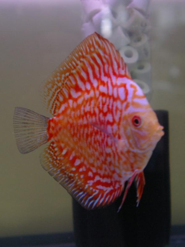 My Discus