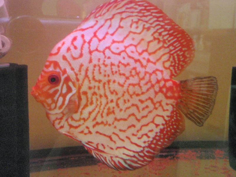 My Discus