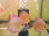 My Discus