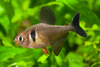 Female Black phantom tetra