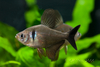 male Black Phantom Tetra