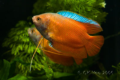 Red Dwarf Gourami