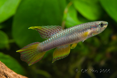 killifish