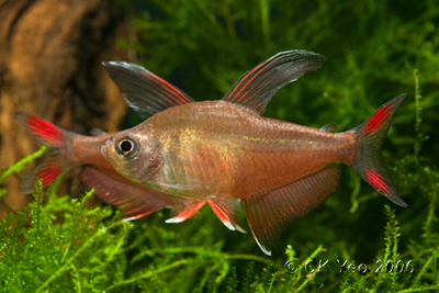 Hyphessobrycon rosaceus - Rosy fin Tetra