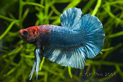 Betta splendens var. marble