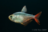 Hyphessobrycon columbianus - columbian tetra