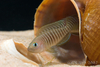 Neolamprologus multifasciatus