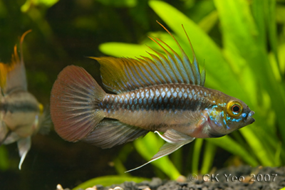 Apistogramma trifasciata