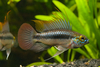 Apistogramma trifasciata