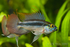 Apistogramma trifasciata