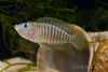 Neolamprologus multifasciatus - Shellies