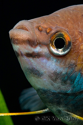 Colisa labiosa - thick lipped gourami