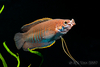 Colisa labiosa - thick lipped gourami