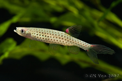 Copella arnoldi - Splash Tetra