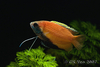 Trichogaster chuna - Dwarf honey gourami