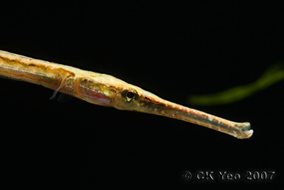 Pipefish