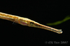 Pipefish