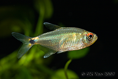 Hemigrammus ocellifer - Head and tail light tetra