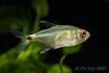 Hemigrammus ocellifer - Head and tail light tetra