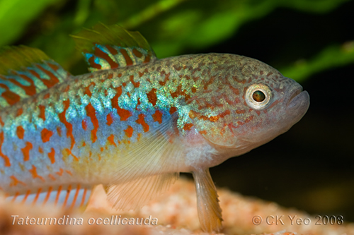 Tateurndina ocellicauda  Peacock gudgeon