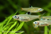 Rasbora dorsiocellata