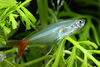 Prionobrama filigera - glass bloodfin