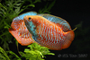 Dwarf Gourami - Colisa lalia