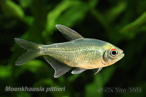 Diamond Tetra - Moenkhausia pittieri