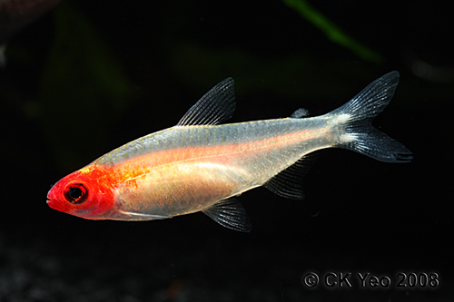 golden rummy nose tetra