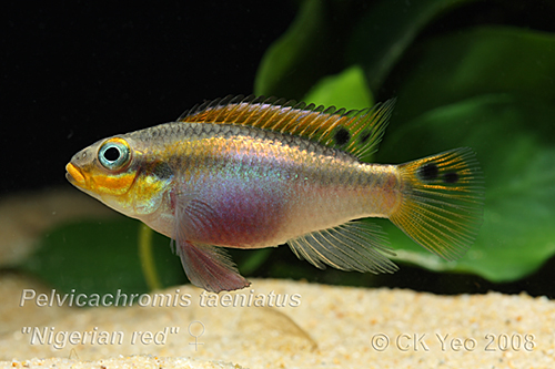 Pelvicachromis taeniatus "Nigerian red"